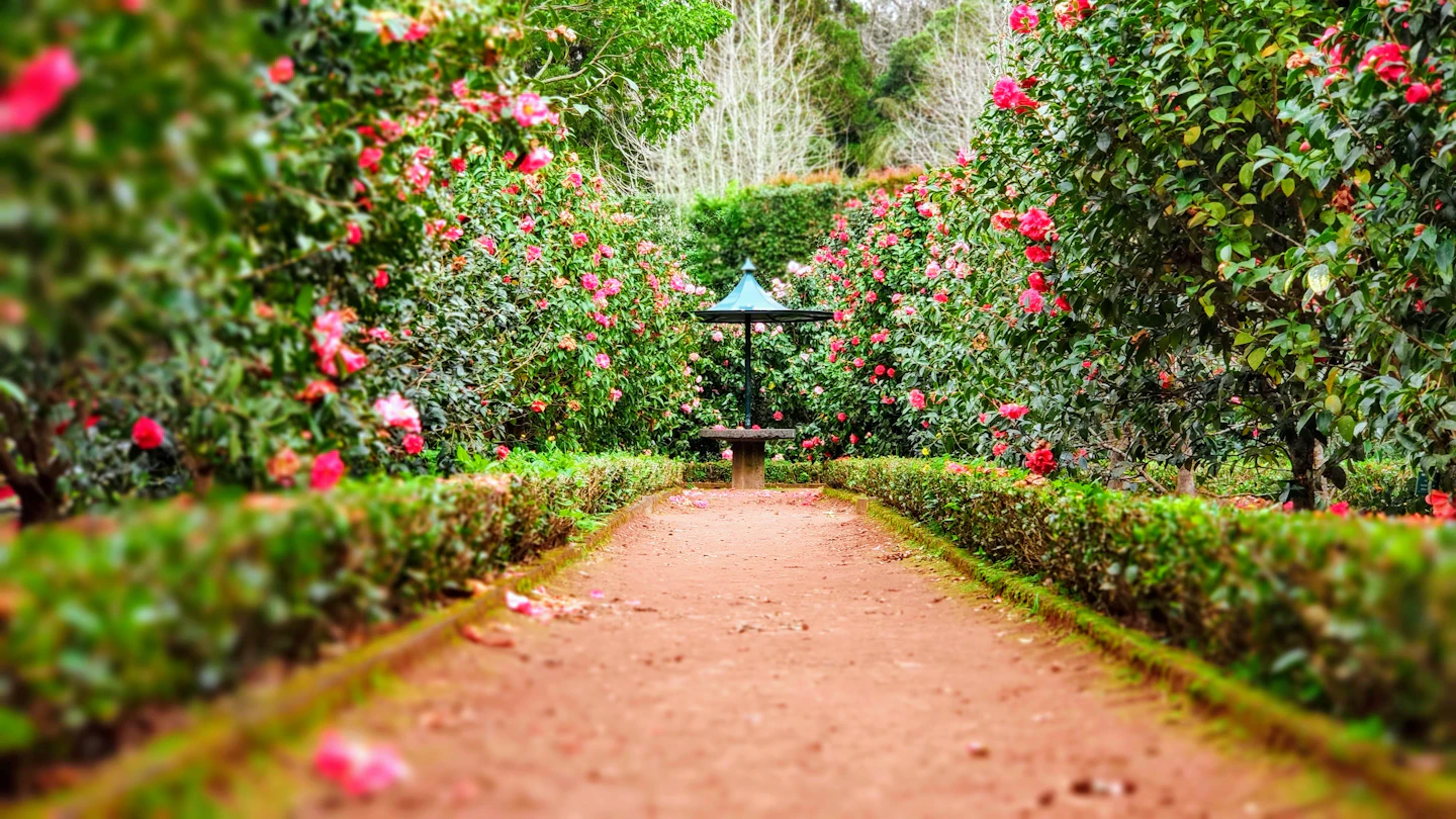 Planting & garden design — illustrative photograph